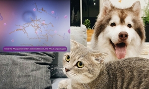 kutya, macska, oltás-reklámvideó-kép